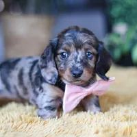 Strudel, a female Miniature Dachshund for sale in Dundee, OH – Photo 5 of 7