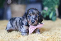 Strudel, a female Miniature Dachshund for sale in Dundee, OH – Photo 5 of 7
