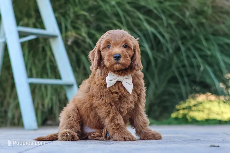 Gizmo – Miniature Goldendoodle puppy for sale in Dundee, OH