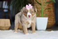 juniper, a female Australian Shepherd for sale in Dundee, OH – Photo 1 of 5