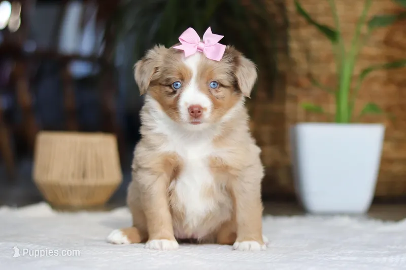 juniper – Australian Shepherd puppy for sale in Dundee, OH