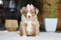 juniper, a female Australian Shepherd for sale in Dundee, OH – Photo 4 of 5