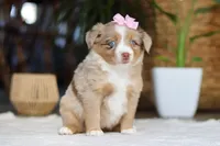 juniper, a female Australian Shepherd for sale in Dundee, OH – Photo 3 of 5
