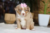 juniper, a female Australian Shepherd for sale in Dundee, OH – Photo 2 of 5