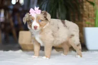 juniper, a female Australian Shepherd for sale in Dundee, OH – Photo 5 of 5