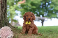 Gizmo, a male Miniature Goldendoodle for sale in Dundee, OH – 6 of 7