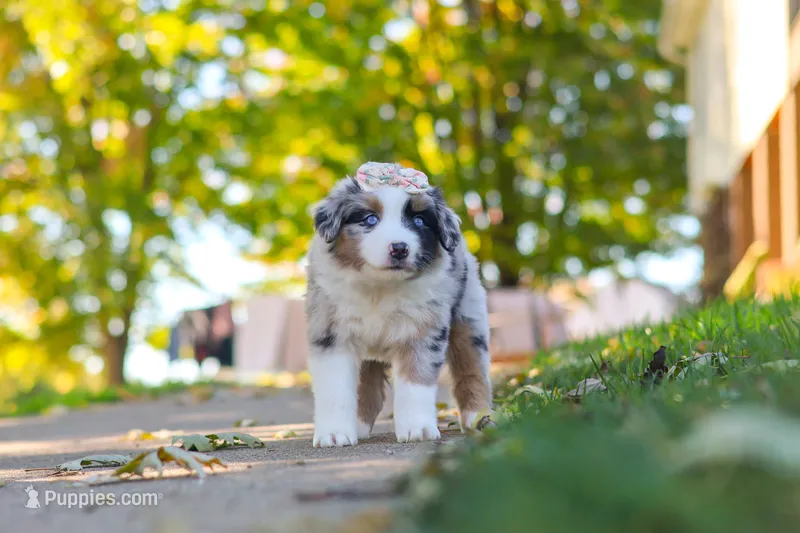 Zoomer – Miniature Australian Shepherd puppy for sale in Dundee, OH
