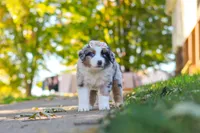 Zoomer, a female Miniature Australian Shepherd for sale in Dundee, OH – 1 of 5