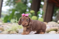 Harvest, a female Miniature Dachshund for sale in Dundee, OH – 5 of 6
