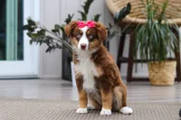 Eden, a female Australian Shepherd for sale in Dundee, OH – 2 of 5