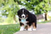 Rustler, a male Miniature Australian Shepherd for sale in Dundee, OH – 6 of 8