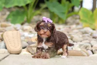 Bon Bon, a female Yorkipoo for sale in Dundee, OH – 3 of 8