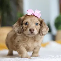 Schnitzel, a female Miniature Dachshund for sale in Dundee, OH – Photo 7 of 8