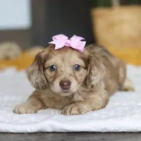 Schnitzel, a female Miniature Dachshund for sale in Dundee, OH – Photo 3 of 8