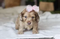 Schnitzel, a female Miniature Dachshund for sale in Dundee, OH – Photo 2 of 10