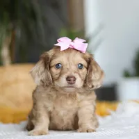 Schnitzel, a female Miniature Dachshund for sale in Dundee, OH – Photo 2 of 8