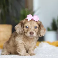 Schnitzel, a female Miniature Dachshund for sale in Dundee, OH – Photo 1 of 8