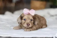 Schnitzel, a female Miniature Dachshund for sale in Dundee, OH – Photo 5 of 10