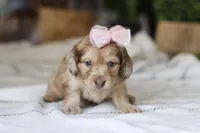 Schnitzel, a female Miniature Dachshund for sale in Dundee, OH – Photo 3 of 10