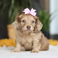 Schnitzel, a female Miniature Dachshund for sale in Dundee, OH – Photo 4 of 8