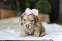 Schnitzel, a female Miniature Dachshund for sale in Dundee, OH – Photo 7 of 10