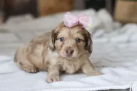 Schnitzel, a female Miniature Dachshund for sale in Dundee, OH – Photo 6 of 10