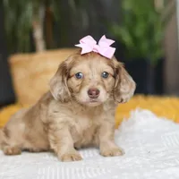 Schnitzel, a female Miniature Dachshund for sale in Dundee, OH – Photo 6 of 8