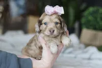 Schnitzel, a female Miniature Dachshund for sale in Dundee, OH – Photo 9 of 10