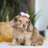 Schnitzel, a female Miniature Dachshund for sale in Dundee, OH – Photo 5 of 8