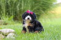 Spree, a female Miniature Bernedoodle for sale in Dundee, OH – 5 of 5