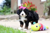 Lemonade, a female Miniature Bernedoodle for sale in Dundee, OH – 6 of 9