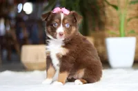 Zinna, a female Australian Shepherd for sale in Dundee, OH – Photo 3 of 5