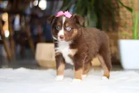 Zinna, a female Australian Shepherd for sale in Dundee, OH – Photo 2 of 5