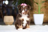 Zinna, a female Australian Shepherd for sale in Dundee, OH – Photo 5 of 5