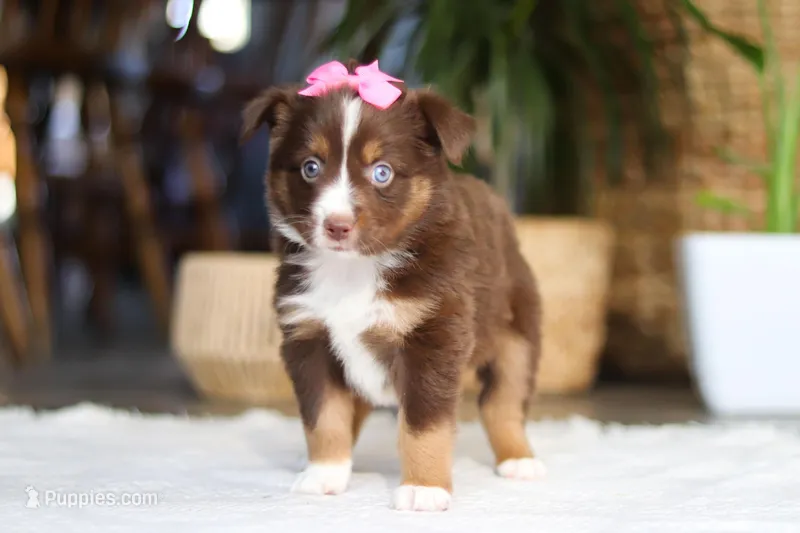 Zinna – Australian Shepherd puppy for sale in Dundee, OH
