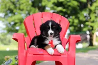 Roamer, a male Miniature Australian Shepherd for sale in Dundee, OH – 5 of 10