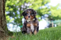 Bumblebee, a male Miniature Bernedoodle for sale in Dundee, OH – 4 of 7