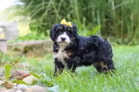 Chiclet, a female Miniature Bernedoodle for sale in Dundee, OH – 5 of 5