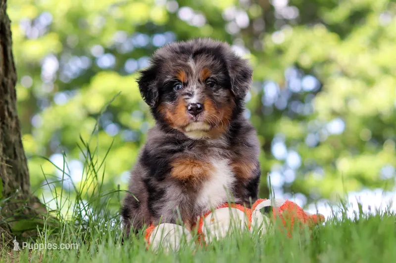 Bumblebee – Miniature Bernedoodle puppy for sale in Dundee, OH