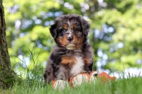 Bumblebee, a male Miniature Bernedoodle for sale in Dundee, OH – 1 of 7
