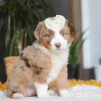 Outback, a female Miniature Australian Shepherd for sale in Dundee, OH – Photo 1 of 6