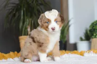 Outback, a female Miniature Australian Shepherd for sale in Dundee, OH – Photo 1 of 6