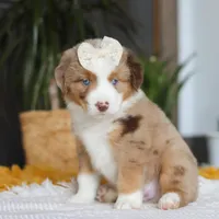 Outback, a female Miniature Australian Shepherd for sale in Dundee, OH – Photo 3 of 6
