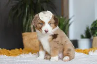 Outback, a female Miniature Australian Shepherd for sale in Dundee, OH – Photo 3 of 6