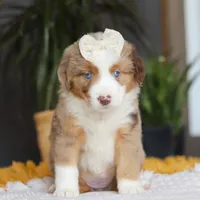Outback, a female Miniature Australian Shepherd for sale in Dundee, OH – Photo 6 of 6