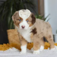 Outback, a female Miniature Australian Shepherd for sale in Dundee, OH – Photo 4 of 6