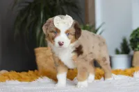 Outback, a female Miniature Australian Shepherd for sale in Dundee, OH – Photo 4 of 6