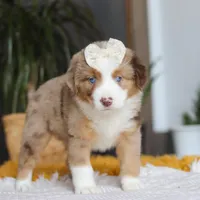Outback, a female Miniature Australian Shepherd for sale in Dundee, OH – Photo 5 of 6