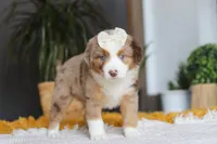 Outback, a female Miniature Australian Shepherd for sale in Dundee, OH – Photo 5 of 6