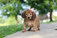Pocahontas, a female Miniature Dachshund for sale in Dundee, OH – 2 of 8